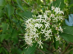 Pavetta indica