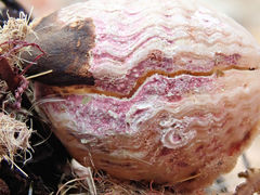 Magellania flavescens