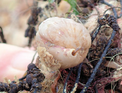 Magellania flavescens