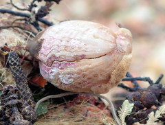 Magellania flavescens