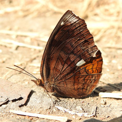 Ariadne