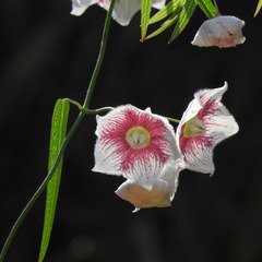 Oxystelma esculentum