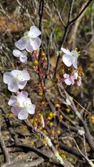 Drosera eremaea