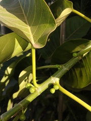 Ficus