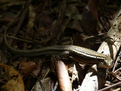 Zonosaurus madagascariensis