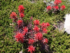 Castilleja rupicola
