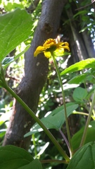 Heliopsis buphthalmoides