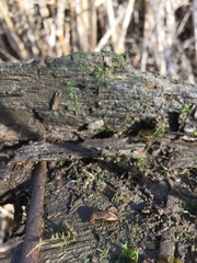 Prophysaon vanattae