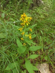 Solidago cuprea