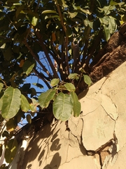 Ficus