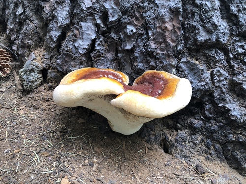 West Coast Reishi
