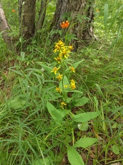 Solidago cuprea