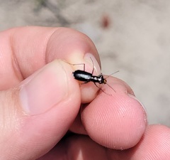 Cicindela abdominalis