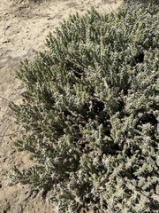 Cylindropuntia whipplei