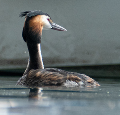 Podiceps cristatus