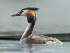 Podiceps cristatus