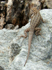 Uta stansburiana