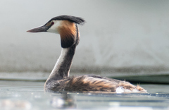 Podiceps cristatus