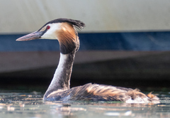 Podiceps cristatus