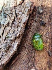 Calomela pallida