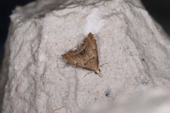 Diplopseustis perieresalis