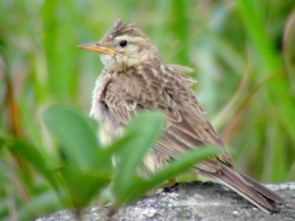Upland Pipit