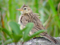 Upland Pipit photo 1