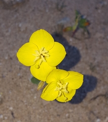 Chylismia