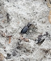 Cicindela abdominalis