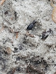 Cicindela abdominalis