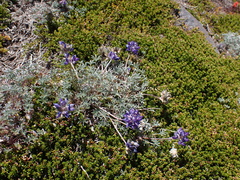 Lupinus lepidus lobbii