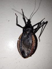 Dipetalogaster maximus