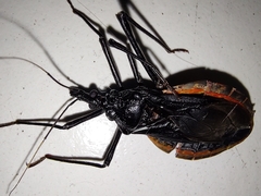 Dipetalogaster maximus