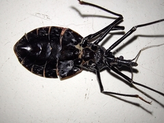 Dipetalogaster maximus