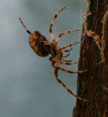 Larinioides sclopetarius