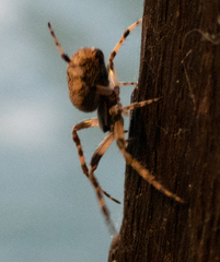 Larinioides sclopetarius