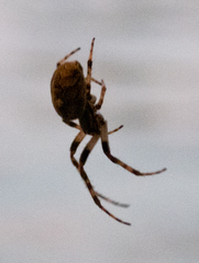 Larinioides sclopetarius