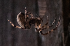 Larinioides sclopetarius