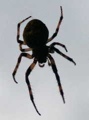 Larinioides sclopetarius