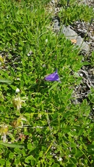 Campanula dasyantha