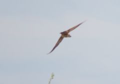 Botaurus lentiginosus