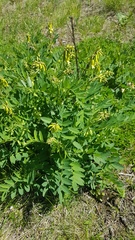 Astragalus saralensis