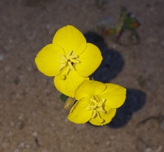 Chylismia