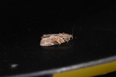 Etanna breviuscula
