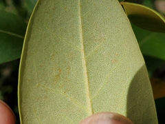 Rhododendron minus