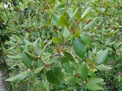 Rhododendron minus