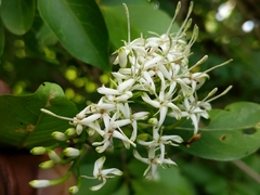 Pavetta indica
