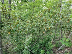Rhododendron minus