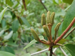 Rhododendron minus