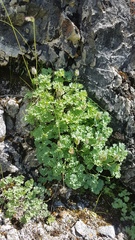 Paraquilegia microphylla